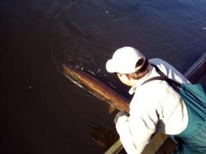 musky fishing guides
